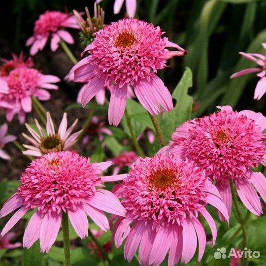 Эхинацеи цветы многолетние