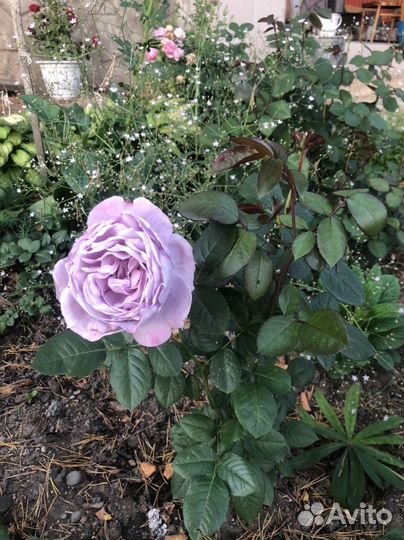 Саженцы роз