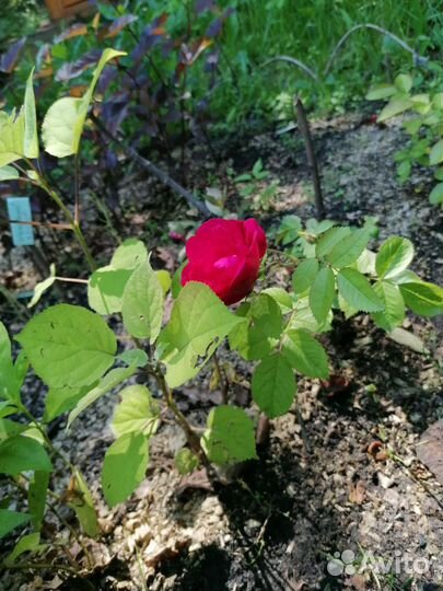 Роза плетистая