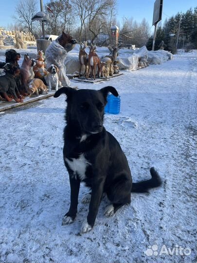 Собака в добрые руки