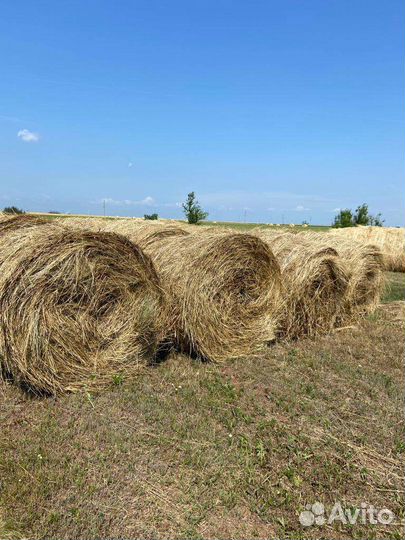 Продам сено овсянка с люцерной житняк