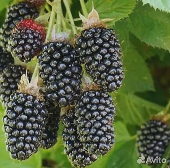 Саженцы ежевики