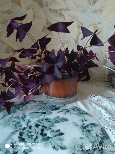 Комнатные цветы.Оксалис.(Кислица)