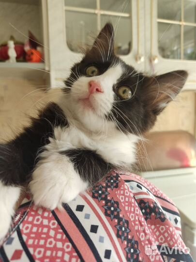 Котик Пушок