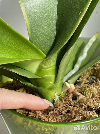 Орхидея фаленопсис Cosmopolitan