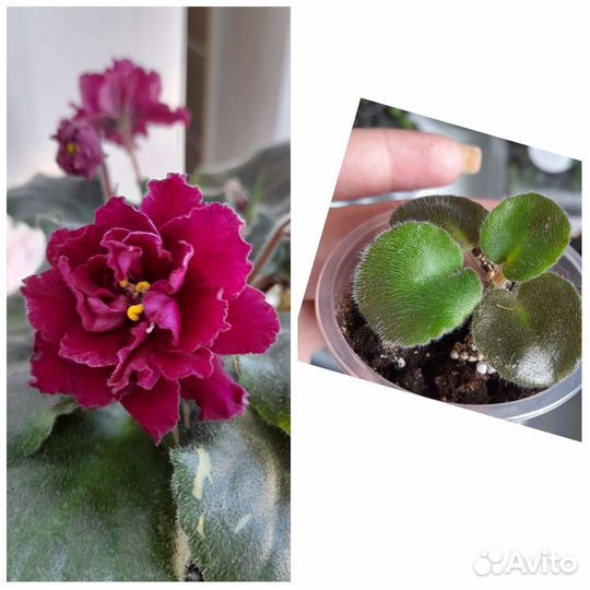 Фиалки детки