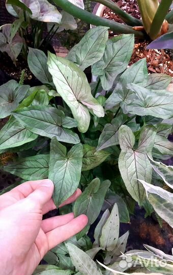 Сингониум Орм Мани