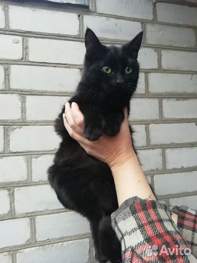 Котик Шунечка