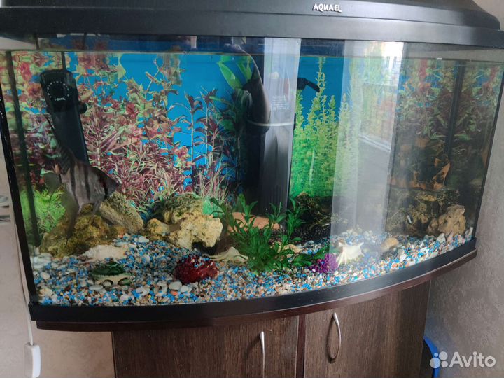 Аквариум