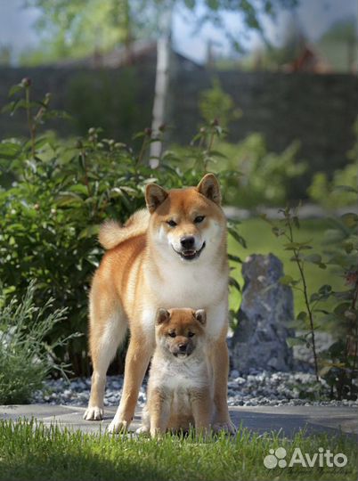 Сиба ину шиба от родителей Чемпионов