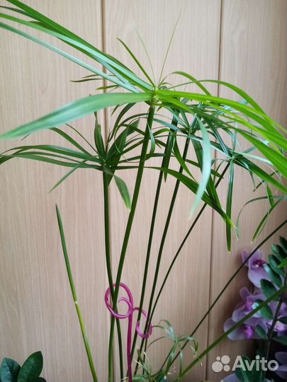 Замиокулькас