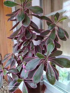 Синадениум Рубра - 