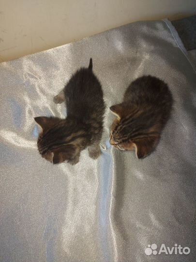 Отдам в хорошие руки бесплатно