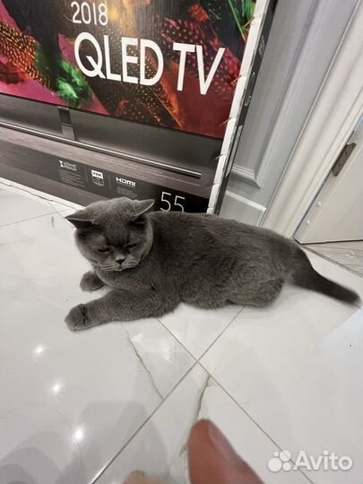Британский кот в добрые руки