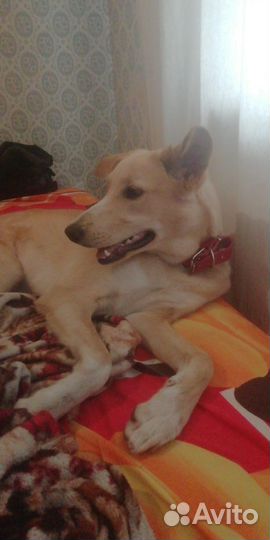 Передержка животных