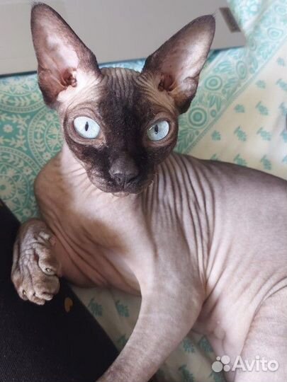 Канадский сфинкс