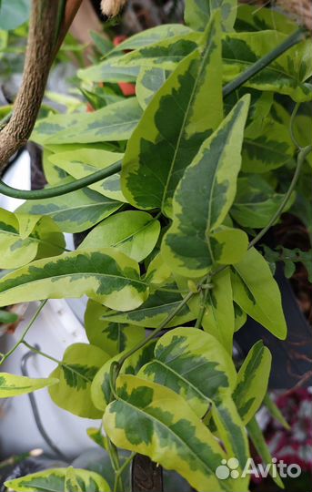 Комнатное растение