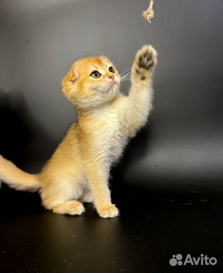 Золотая шиншилла