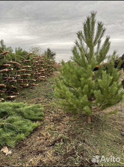 Живые новогодние елки сосна