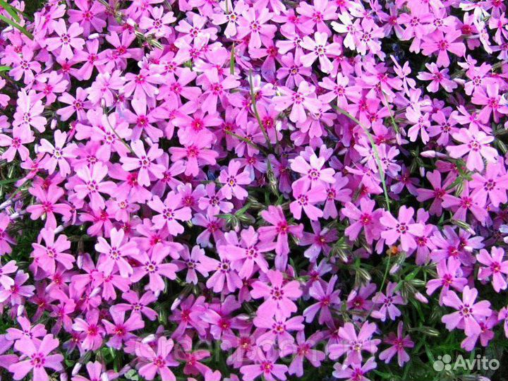 Флокс шиловидный