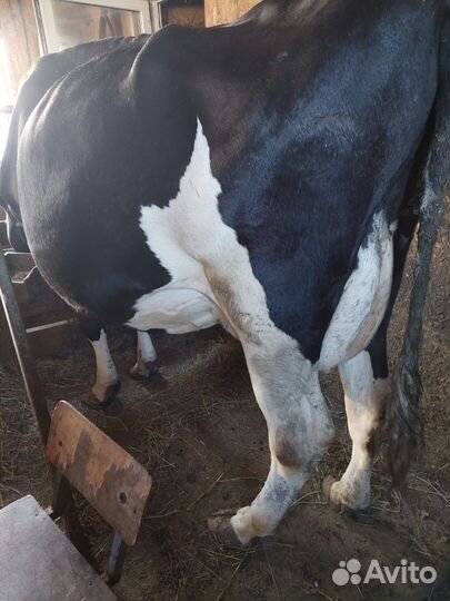 Корова, Бычек