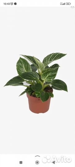 Филодендрон Биркин