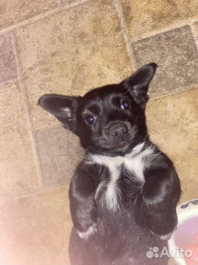 Двор терьер