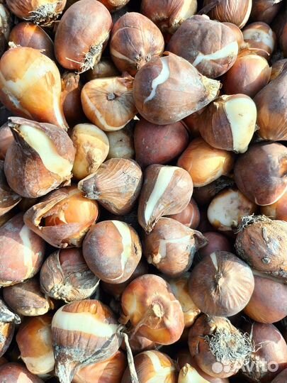 Луковицы тюльпанов оптом 11/12