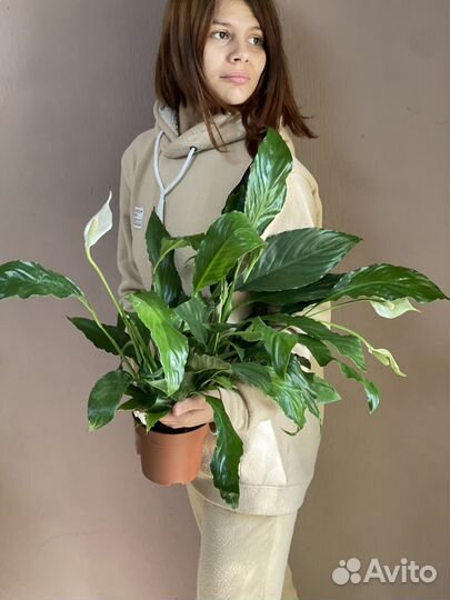 Спатифиллум d13