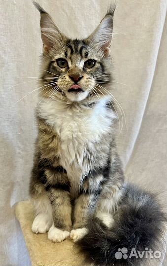 Мейн-кун полидакт