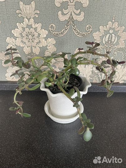 Денежное дерево (в стиле бонсай)