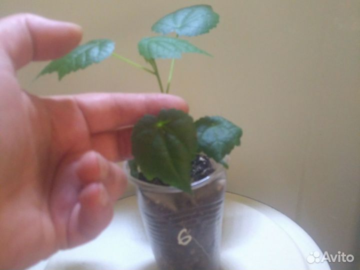 Клен комнатный абутилон