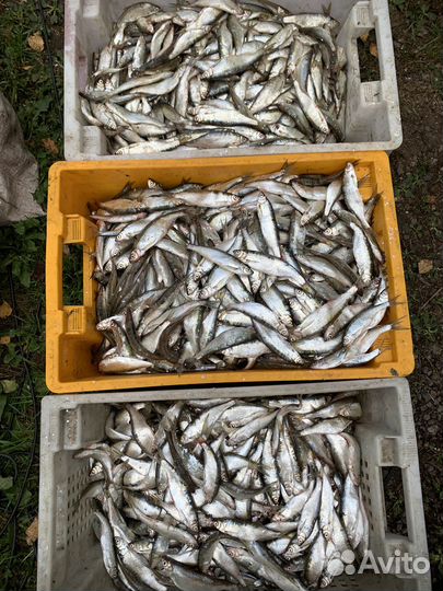 Уклейка свежая