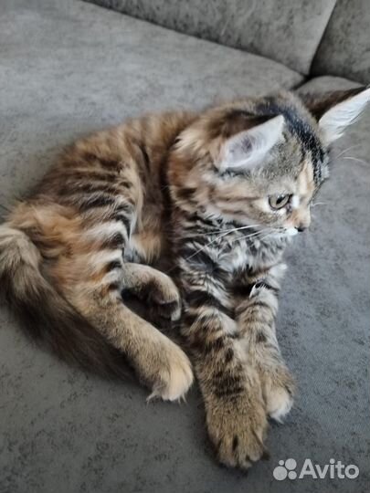 Котёнок девочка 3 месяца