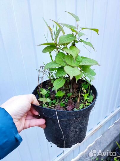 Актинидия коломикта зкс