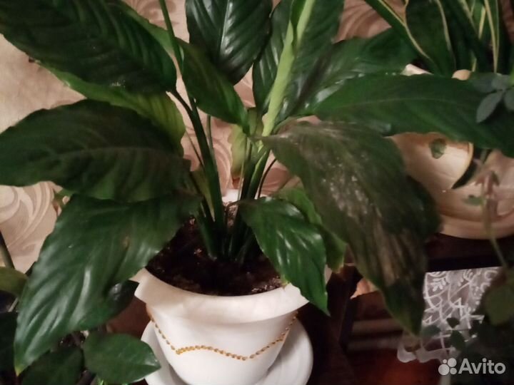 Спатифилиум саженцы