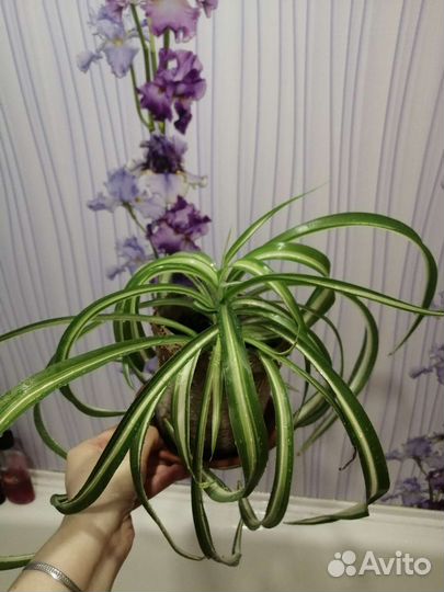 Цветы разные