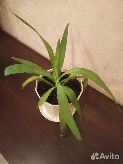 Пальма юкка