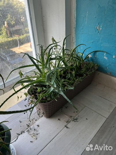 Алоэ Сочи центр