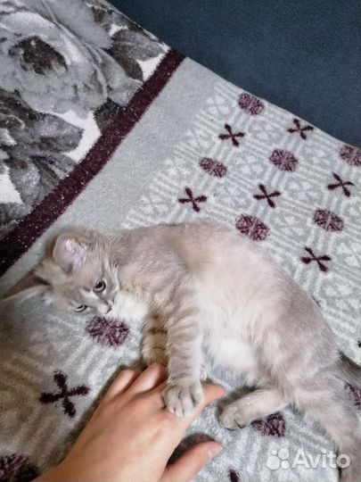 Кошечка ищет дом