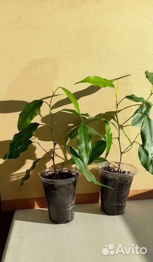 Фикус Бенджамина