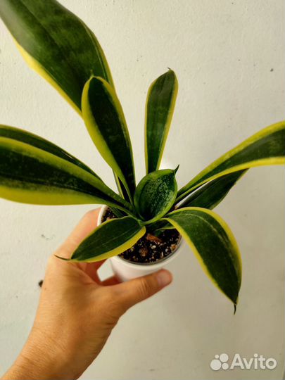 Сансевиерия