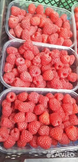 Малина Полка