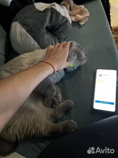 Отдам бесплатно, котик шотландский вислоухий