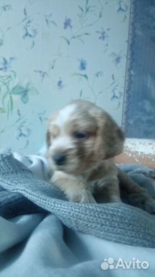 Продам щенка