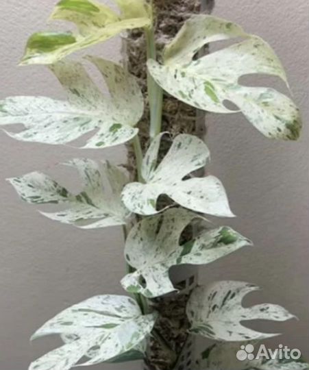 Вьющиеся эпипремнумы и сциндапсусы