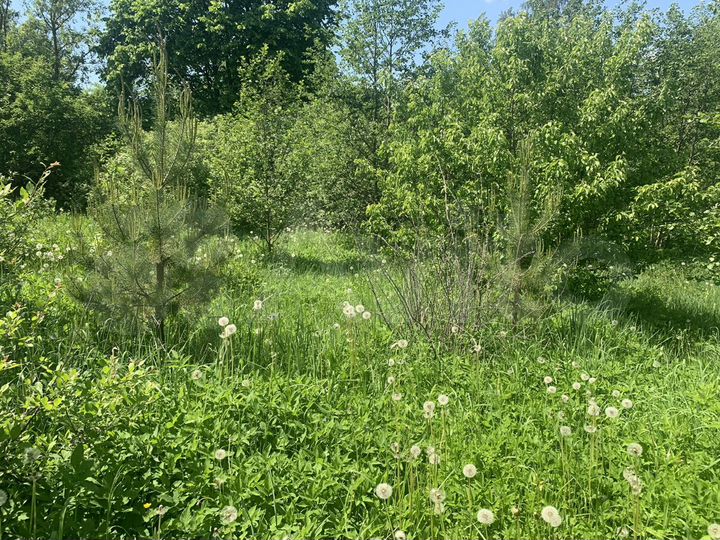 Участок 7,6 сот. (СНТ, ДНП)