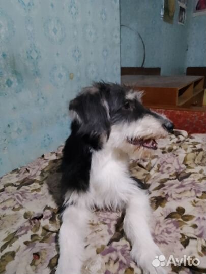 Степа ищет дом