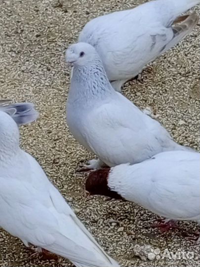 Турецкая такла