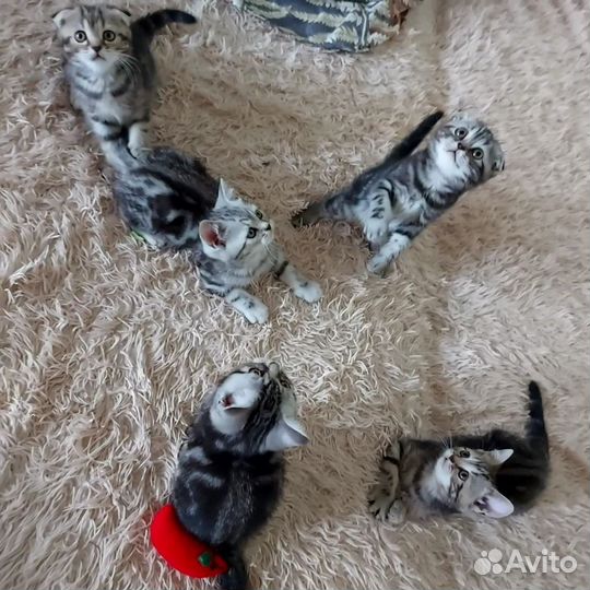 Шотландская